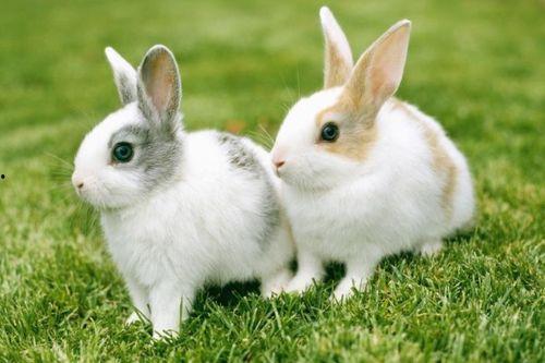 娱乐吃瓜酱兔圆圆,揭秘娱乐圈那些不为人知的幕后故事